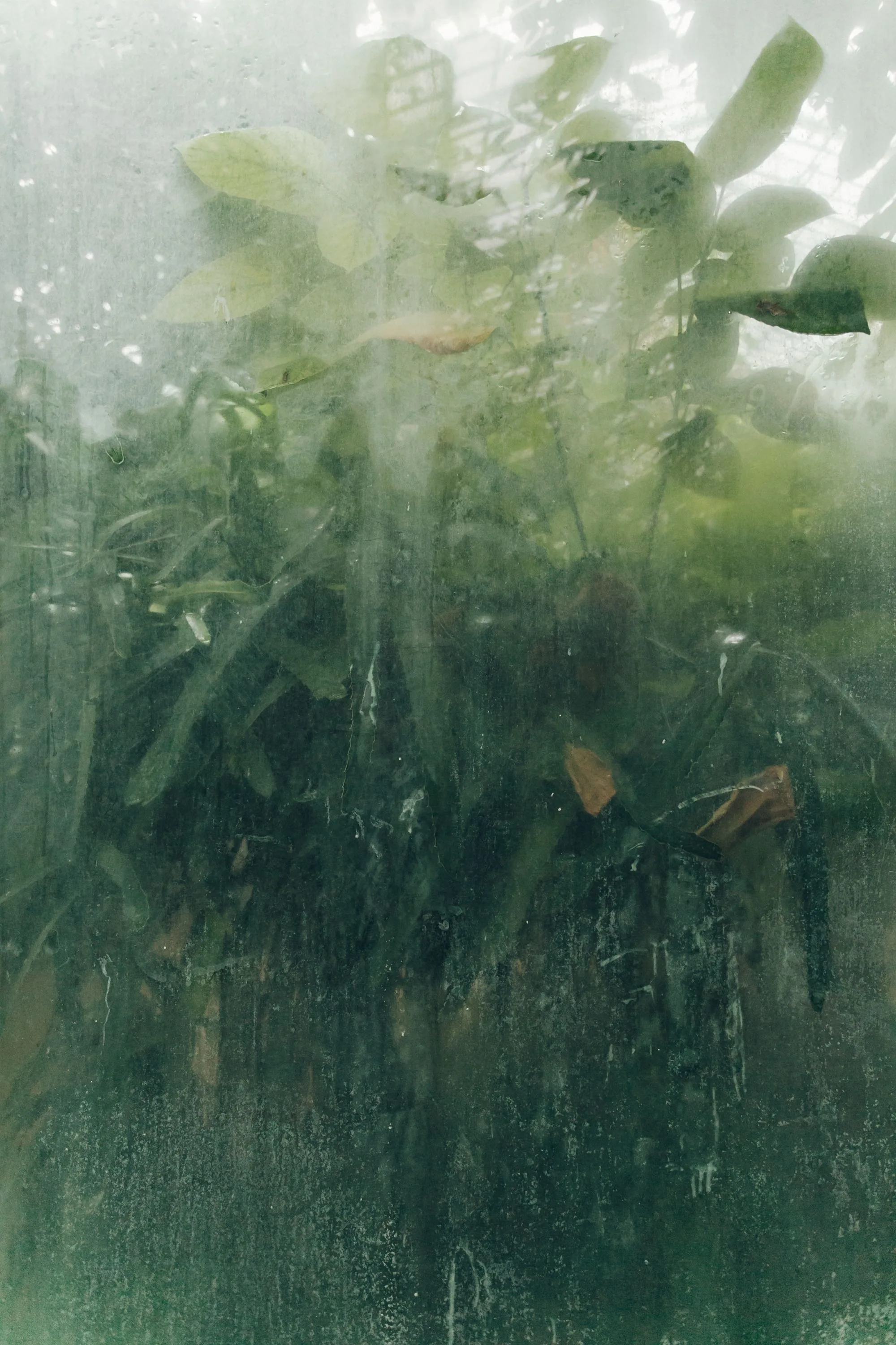 Leaves and rain behind wet glass